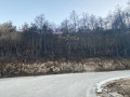 image_50403329